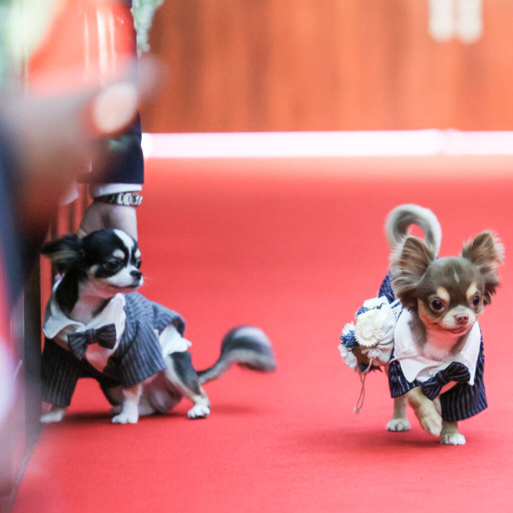 大好きな愛犬と～ペット婚～